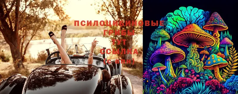 shop клад  Людиново  Псилоцибиновые грибы Cubensis 